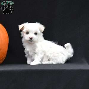 Paxton, Maltese Puppy